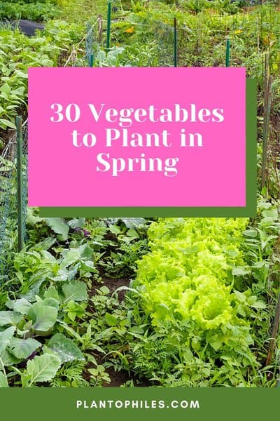 30 Vegetables to Plant in Spring