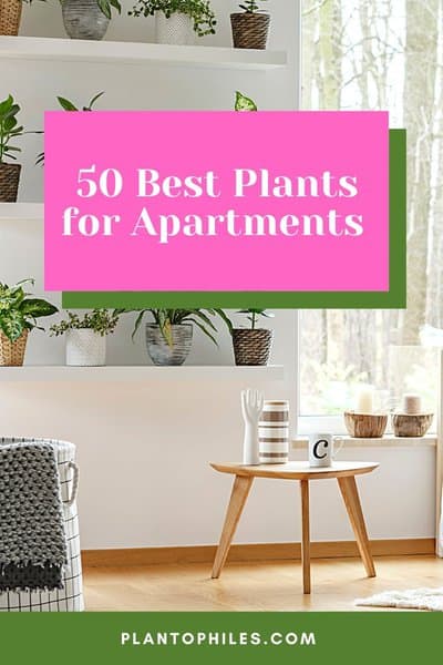 50 Best Plants for Apartments