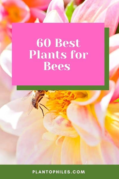 60 Best Plants for Bees