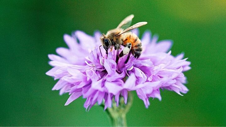 60 Best Plants for Bees — Top Gardener Picks for 2022