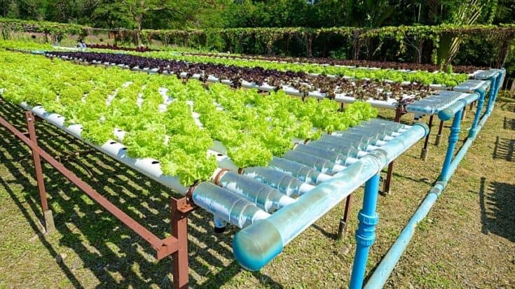 60 Best Plants For Hydroponics Top List 2024   60 Best Plants For Hydroponics 735x413 