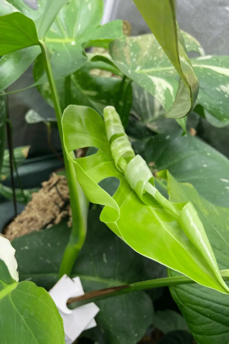 Results: A new leaf on Monstera Deliciosa Variegata is unfurling