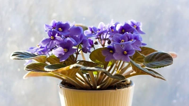 The African Violet Plant can be grown in an apartment as it does not take much space