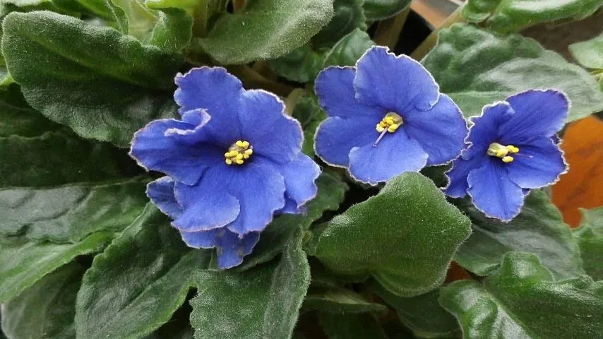 African Violet thrives in warm, humid environments that terrariums can offer