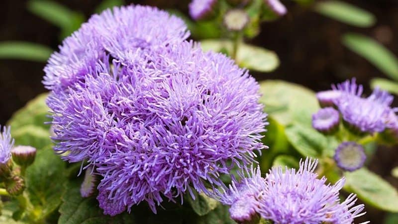 The pompom-shaped blooms of the Ageratum is one of the reasons that bees are attracted to it