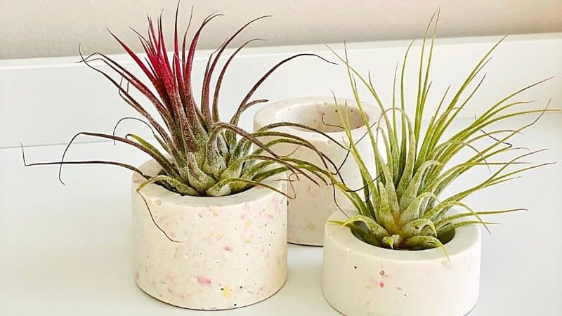 Another great plant to grow in an apartment is the Air Plant
