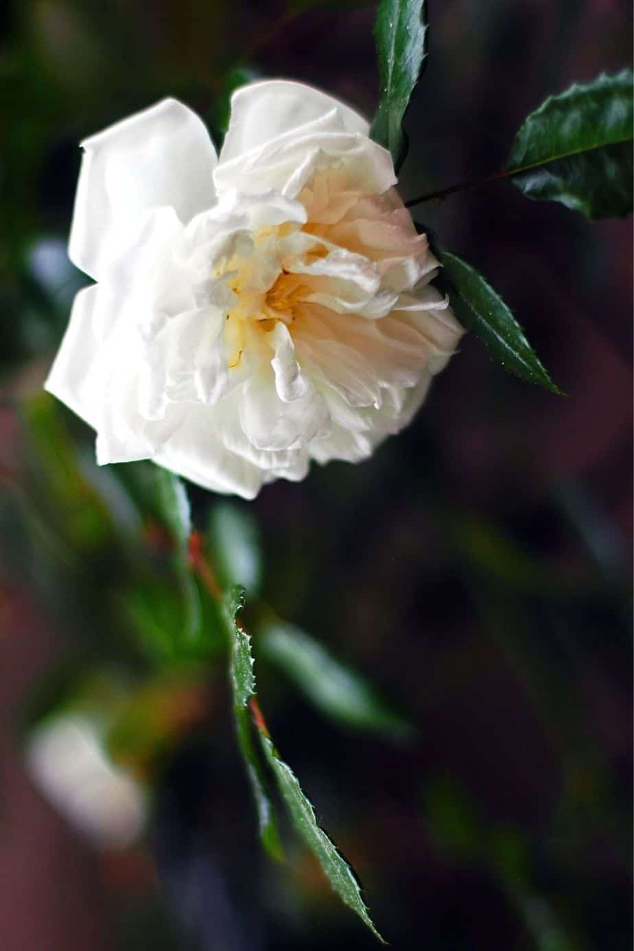 Albéric Barbier (Rambling Rose) grow white blooms with peach-ish centers, perfect for a touch of pastel in your northwest-facing gardens