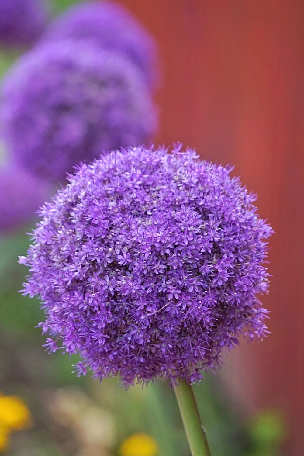 Allium has interesting pompom-shaped flowers that looks great on your southeast facing garden