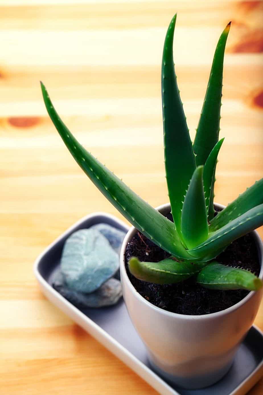 Aloe Vera is a great herbal plant that you can grow on your southeast-facing window