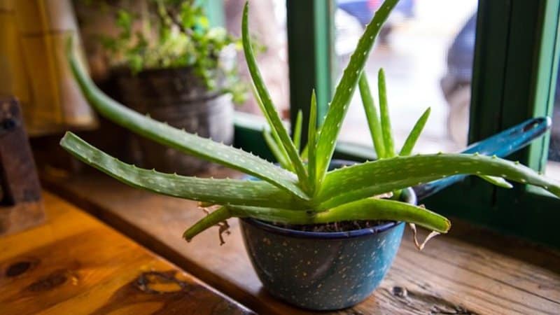 The Aloe Vera Plant is another succulent that you can grow in an apartment