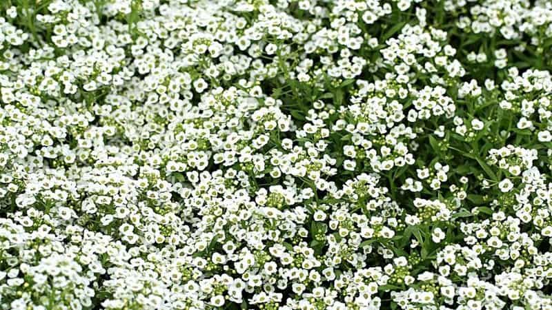 Alyssum, commonly grown in hanging baskets and rock gardens, is another great way of attracting bees to your garden