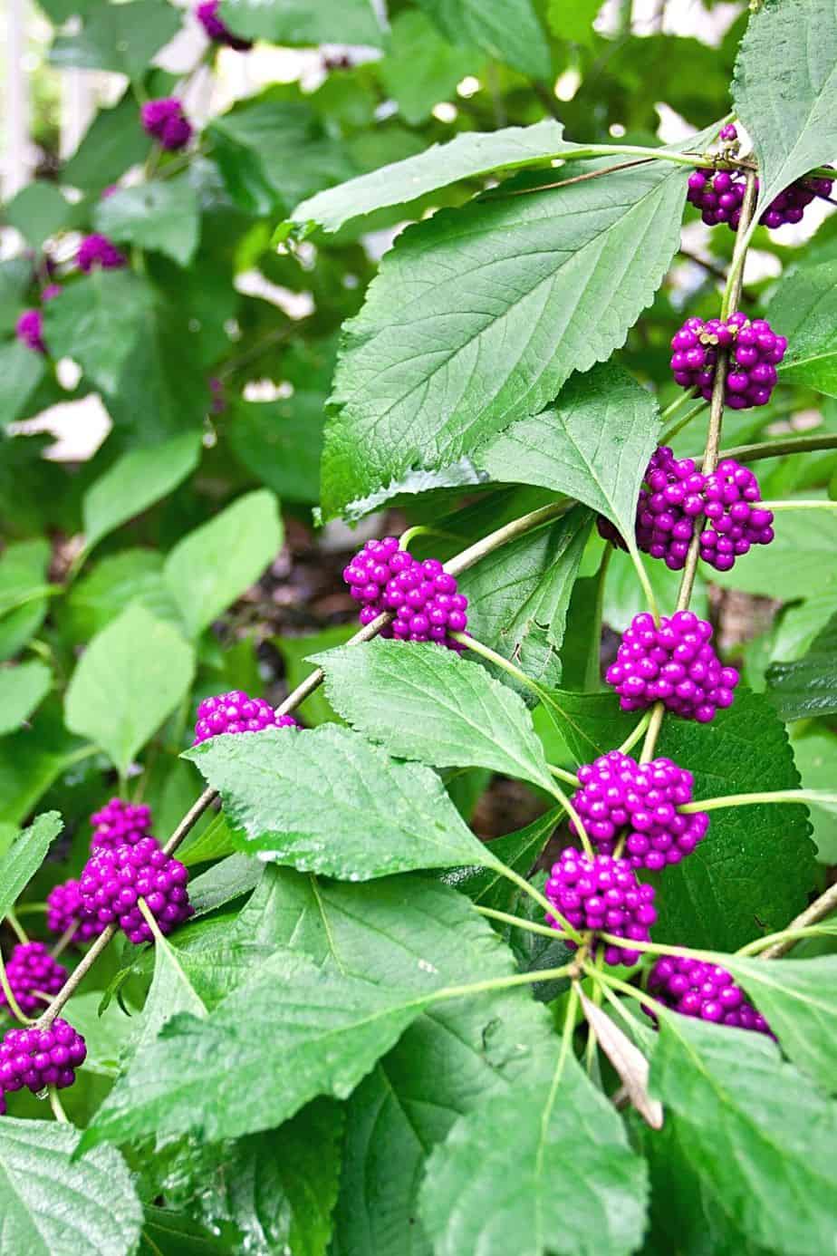 If you're looking for a low-maintenance shrub that you can grow on the west-facing side of the house, then plant the American Beautyberry