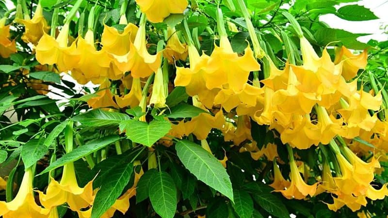 Despite being slightly toxic and alkaline in nature, Angel’s Trumpetis one of the plants that bees love to visit