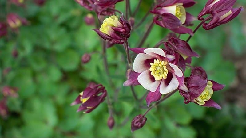 Aquilegia is another low-maintenance plant you can add to your growing shaded porch plant collection