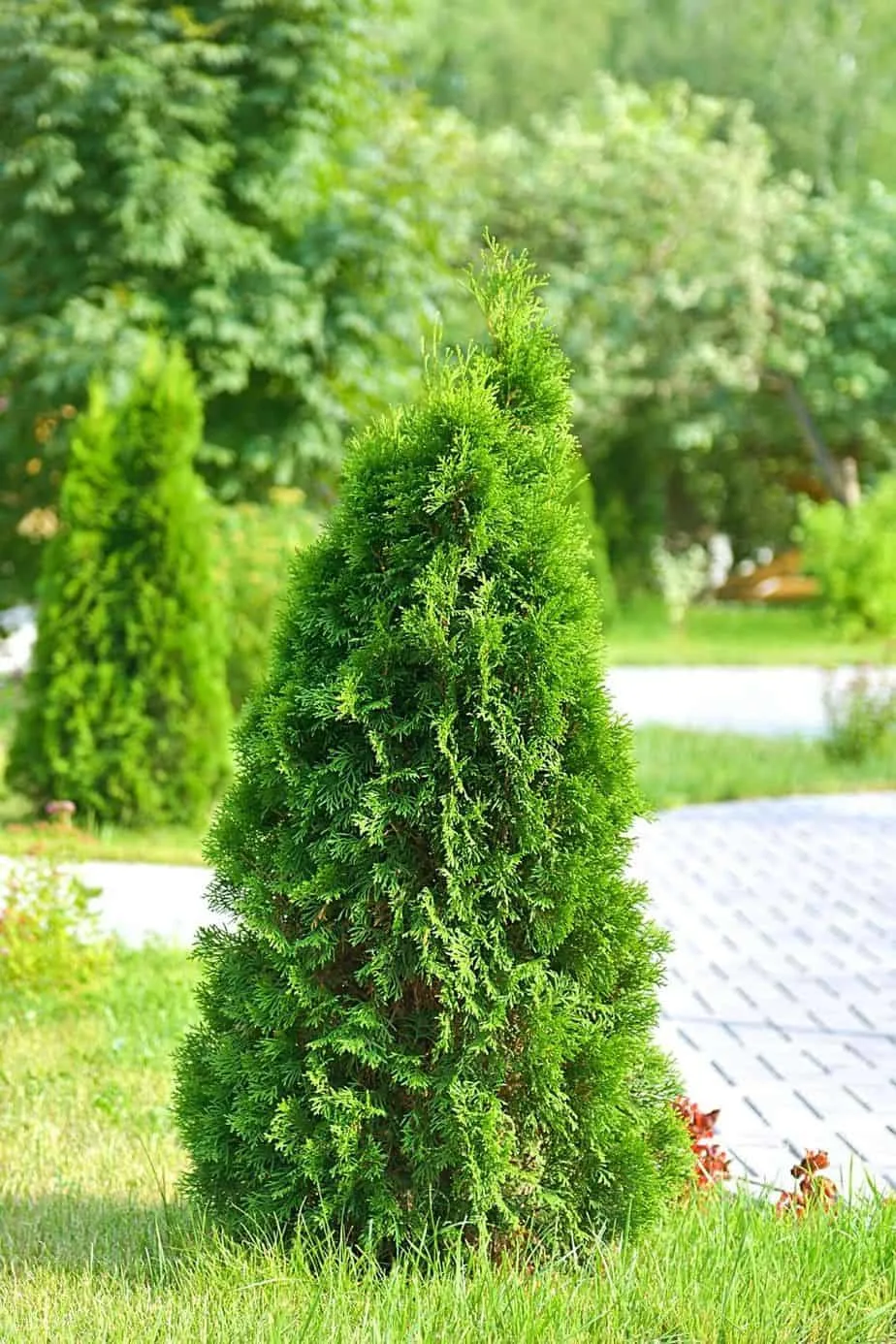 Arborvitae is one of the most preferred plants for privacy