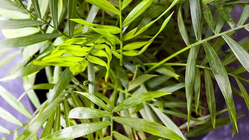 If you're looking for a plant that can purify indoor air, then grow an Areca Plant in y0ur apartment