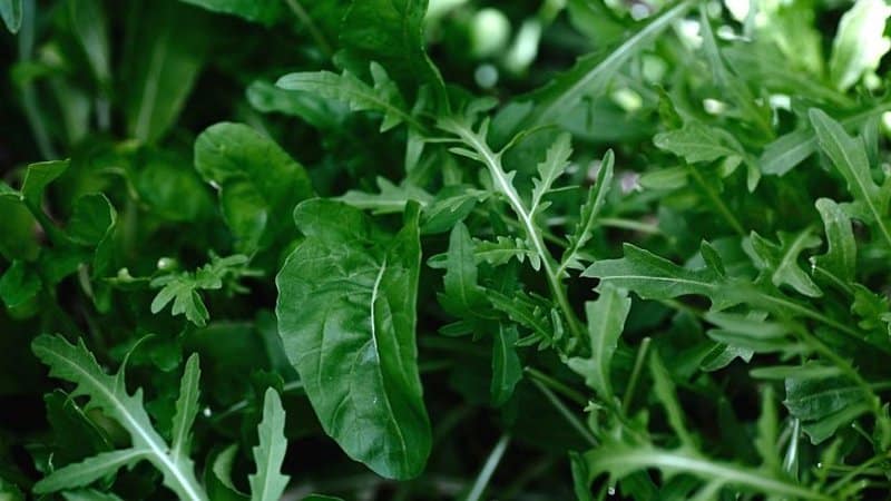 Arugula (Eruca vesicaria ssp. sativa) is one of the dishes that you grow in your vegetable garden