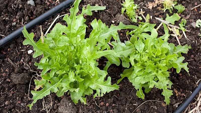 Arugula is a cruciferous vegetable that thrives best when planted in spring