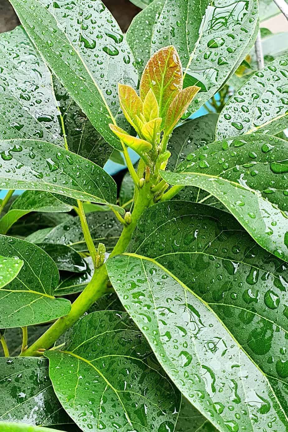 As avocado plants are subtropical plants, they need to grow in a humid environment with plenty of water