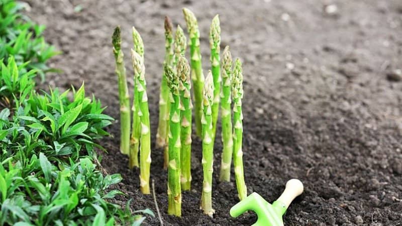 Asparagus, a spring-growing vegetable, is available in several varieties