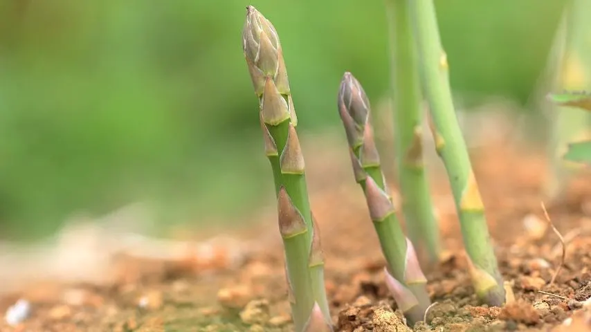 Asparagus (Asparagus officinalis) is one of the best plants to grow in a vegetable garden as they're easy to grow