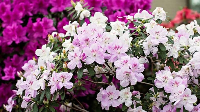 Azaleas grow best in your shaded porch as they thrive in the morning sunlight and afternoon shade