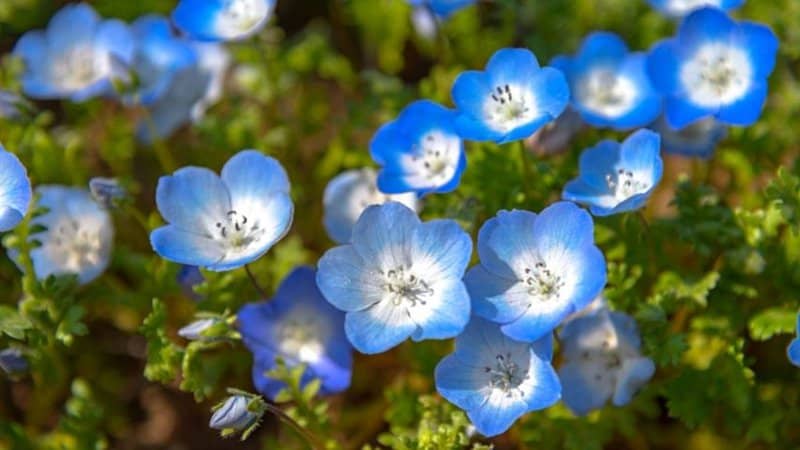 Another blue-tinged and attractive plant that bees love visiting is the Baby Blue Eyes
