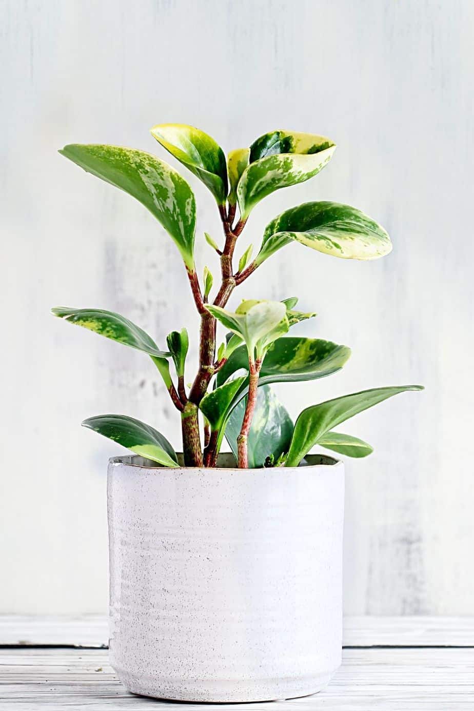 Baby Rubber Plant has thick upright stalks that looks great by your northwest-facing window