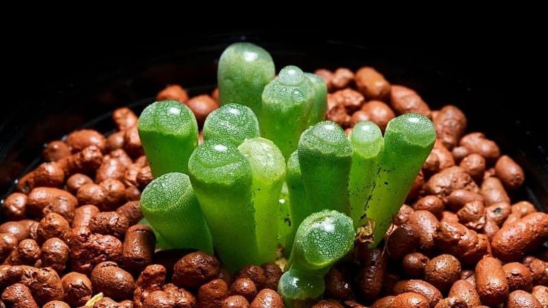 The unique appearance of the Baby Toes succulent makes it one of the best plants to grow in an apartment