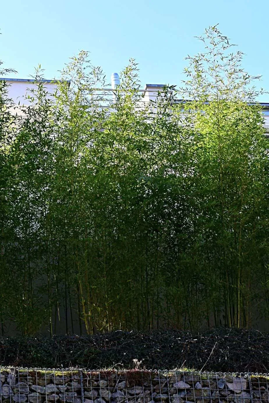 Bamboo grows rapidly and can give you a hedge in no time for privacy