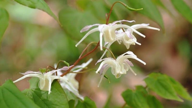 Though the Barrenwort has bitter leaves, it has attractive blooms that can add a splash of color in your shaded porch
