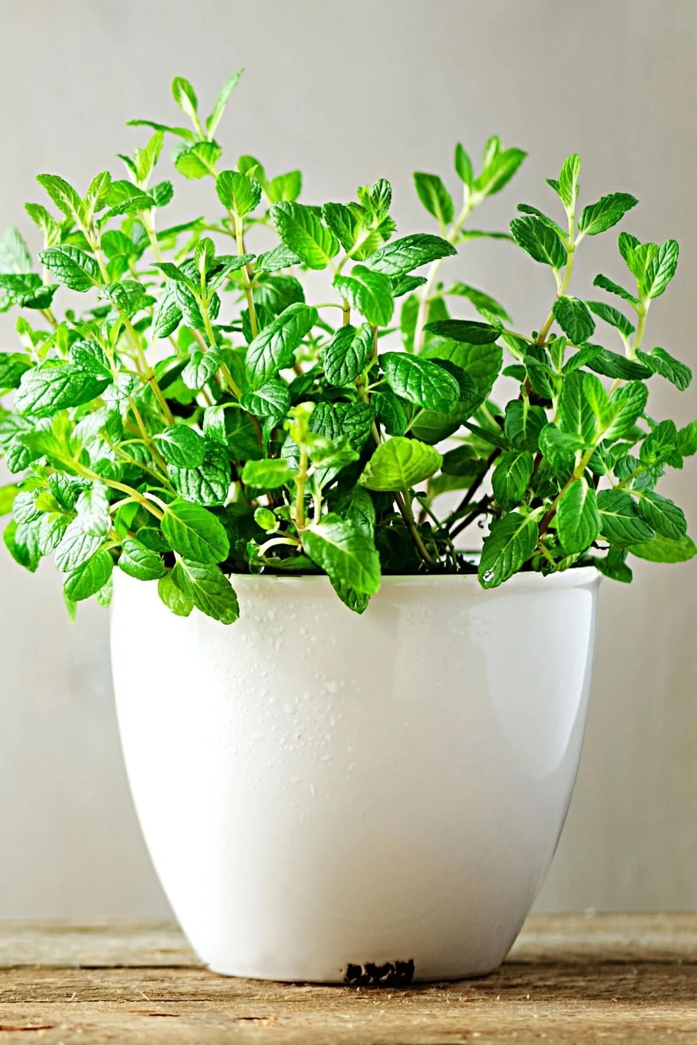 An aromatic, warm-weather herb, Basil will thrive when planted on a southwest facing garden
