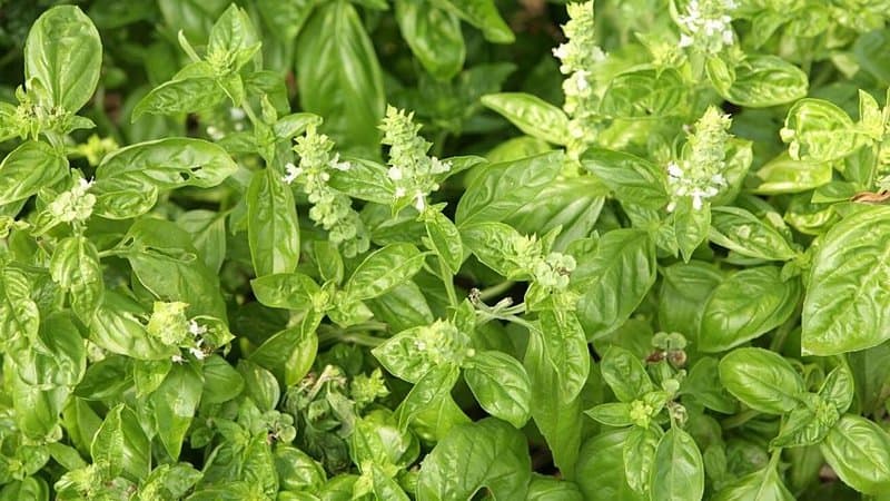 Basil is an herb that you can grow in your garden during spring