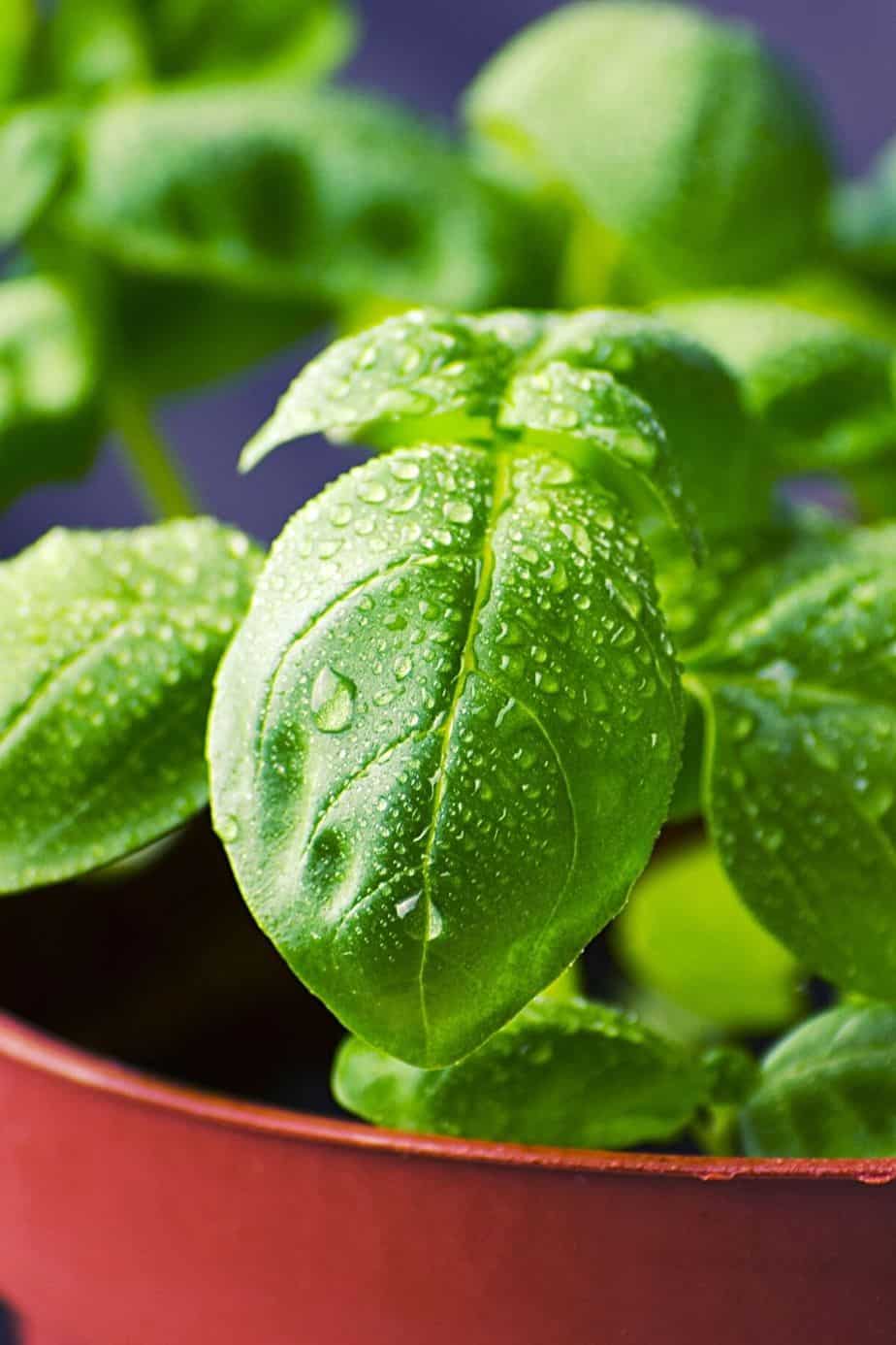 Basil is a popular herb that you can easily grow on your south-facing balcony