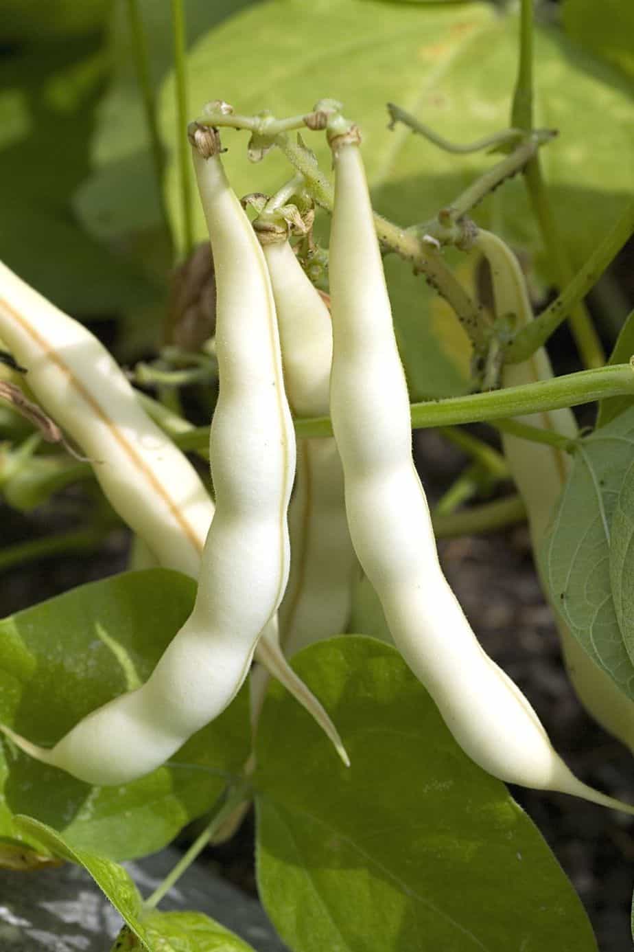Beans are medium maintenance vegetables that you can grow in raised beds