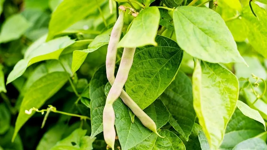 Beans thrive in a hydroponics system if you use clay pebbles and perlite as a cushion to the loose growing medium