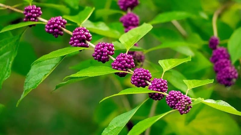 If you love to see purple berries in your Florida home, then the Beautyberry (Callicarpa Americana) can fulfill the promise on this