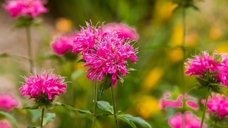 The intriguing color of the Bee Balm is sure to add beauty to your shaded porch