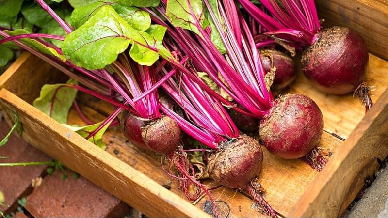 Beets (Beta vulgaris) is a low-maintenance plant that you can grow in a vegetable garden