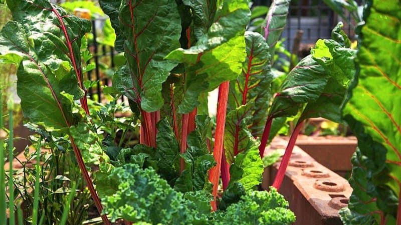 Beets is a root crop that you should grow in your garden during spring