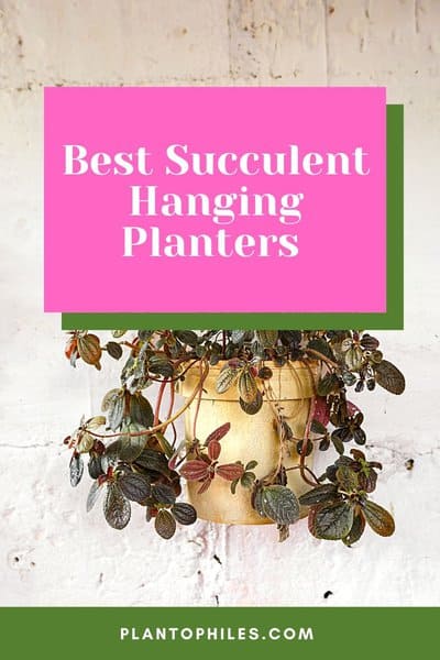 Best Succulent Hanging Planters