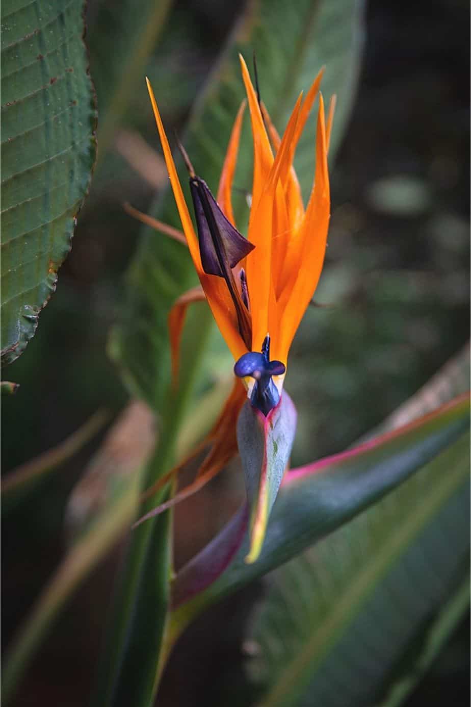 Bird of Paradise is a great tropical ornamental plant to spice up your southeast-facing window