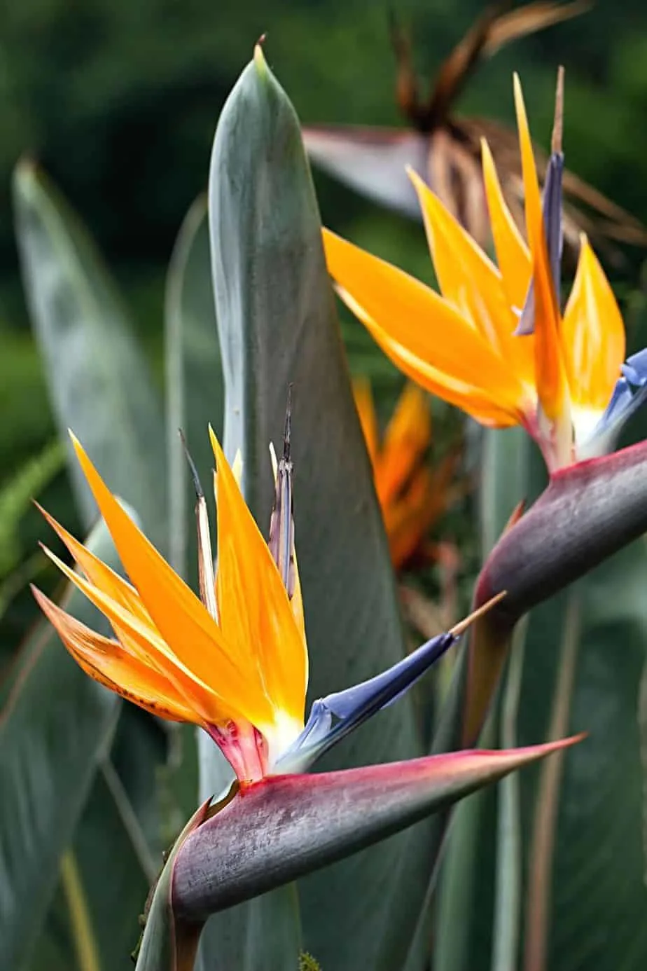 Despite being a colorful plant, the Bird of Paradise can be grown for privacy