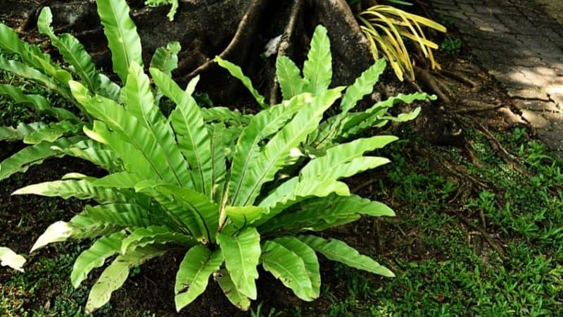 The Bird’s Nest Fern is another great plant to grow in an apartment as it is pet-friendly