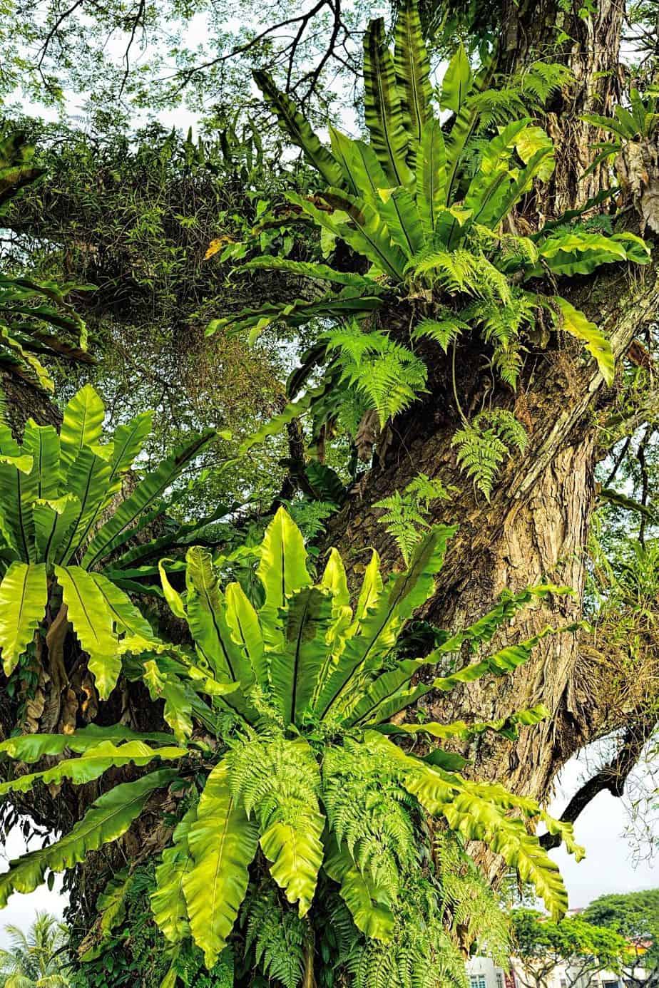 Since Bird’s nest ferns grow with their roots attached to trees, they thrive in the indirect light they're receiving when grown near northeast-facing windows