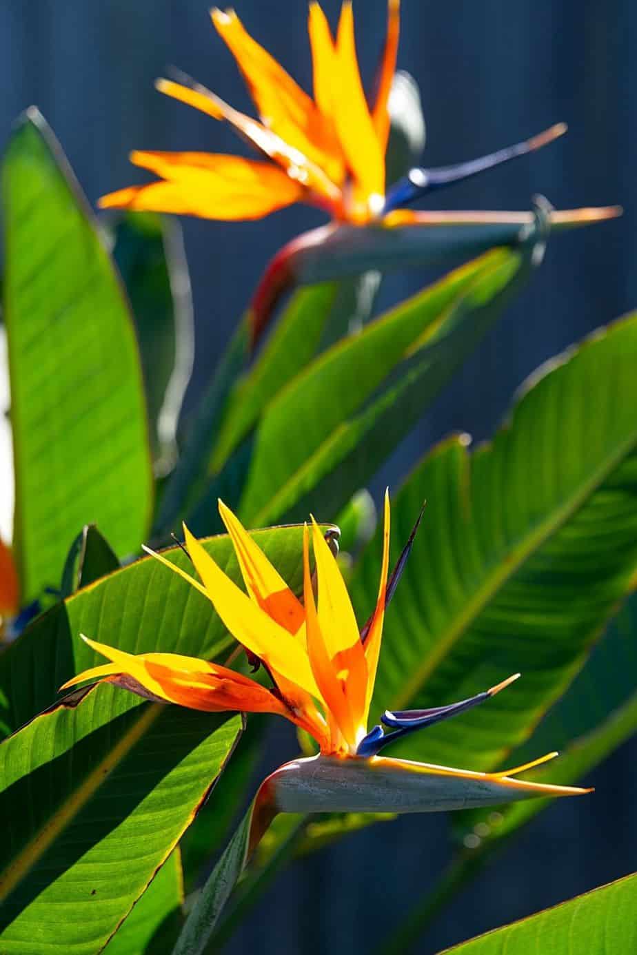 A good ornamental plant to place by your northwest-facing window is the Birds of Paradise plant