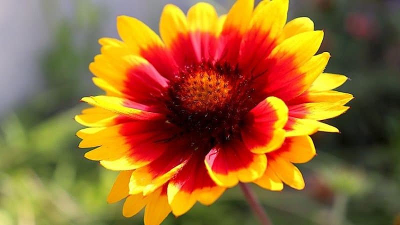 Blanket Flower is another great plant to grow in window boxes as they're fast-growing plants and attracts pollinators