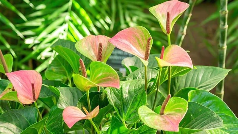 Another appealing plant to grow in an apartment is the Blooming Anthurium