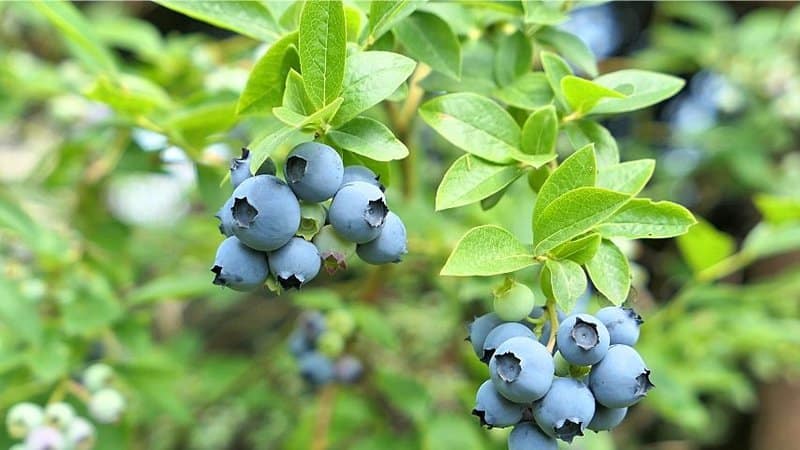 Blueberries grown in a hydroponics system experience an increase of yield up to 50%