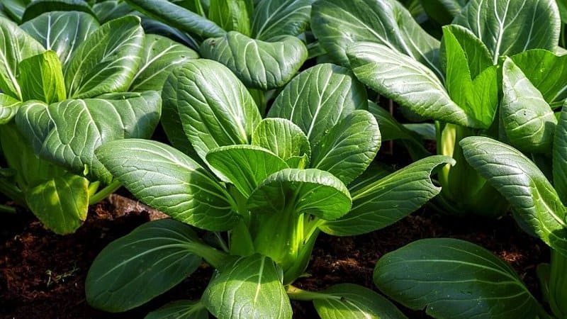 Bok Choy can be harvested after 30 days when you grow it in hydroponics